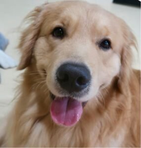 pupperton hotel dog boarding sg