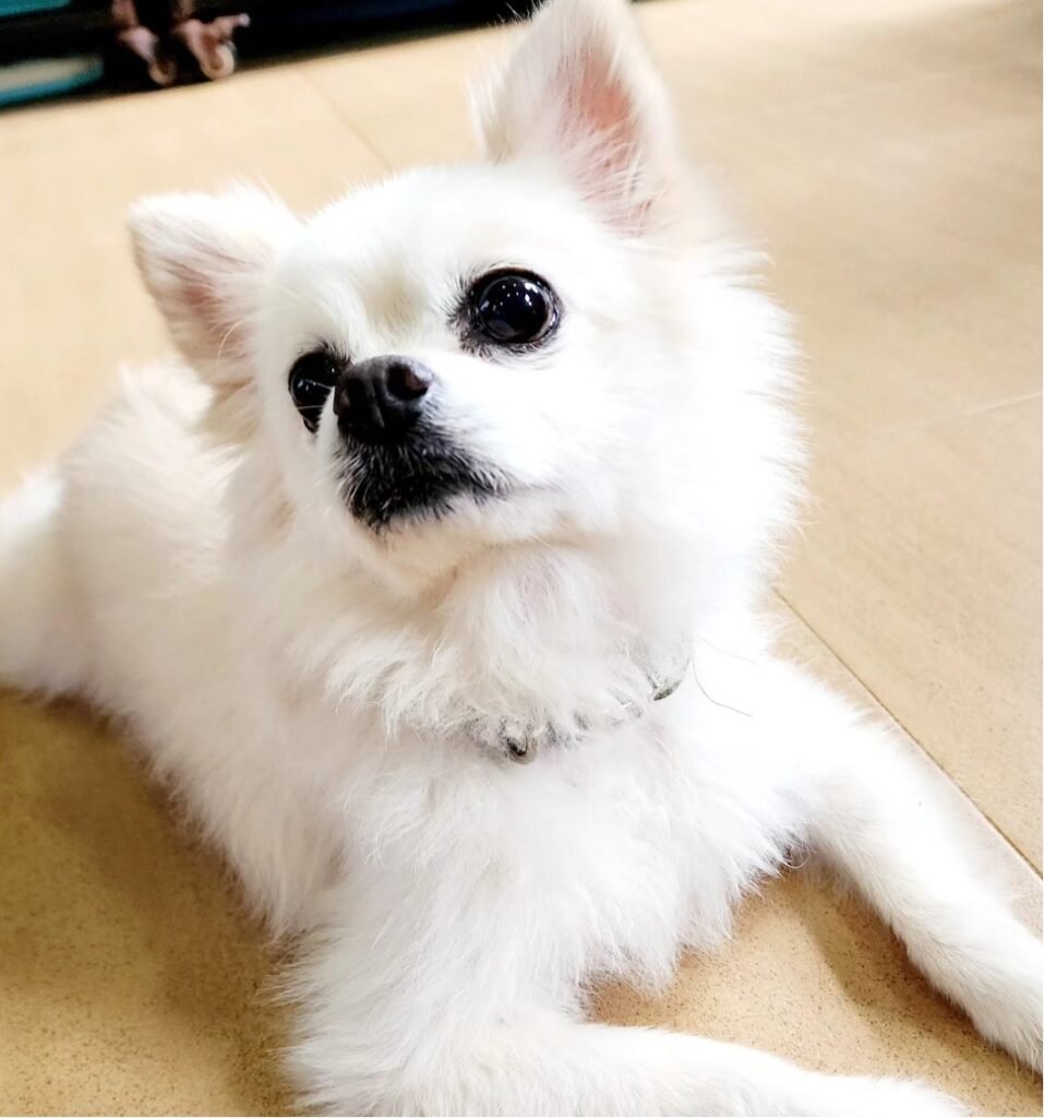 Fyfy’s Love Pet Services