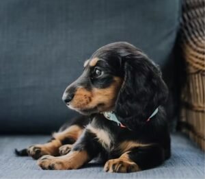 Inugoya Dog Boarding