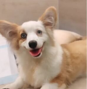 Pawsery Retreat Dog Boarding