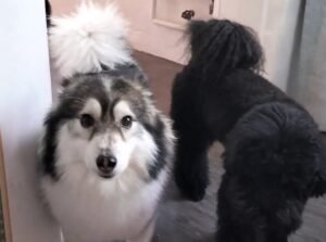 Super Cuddler - Dog Boarding