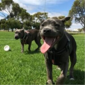 Tails up Dog Boarding