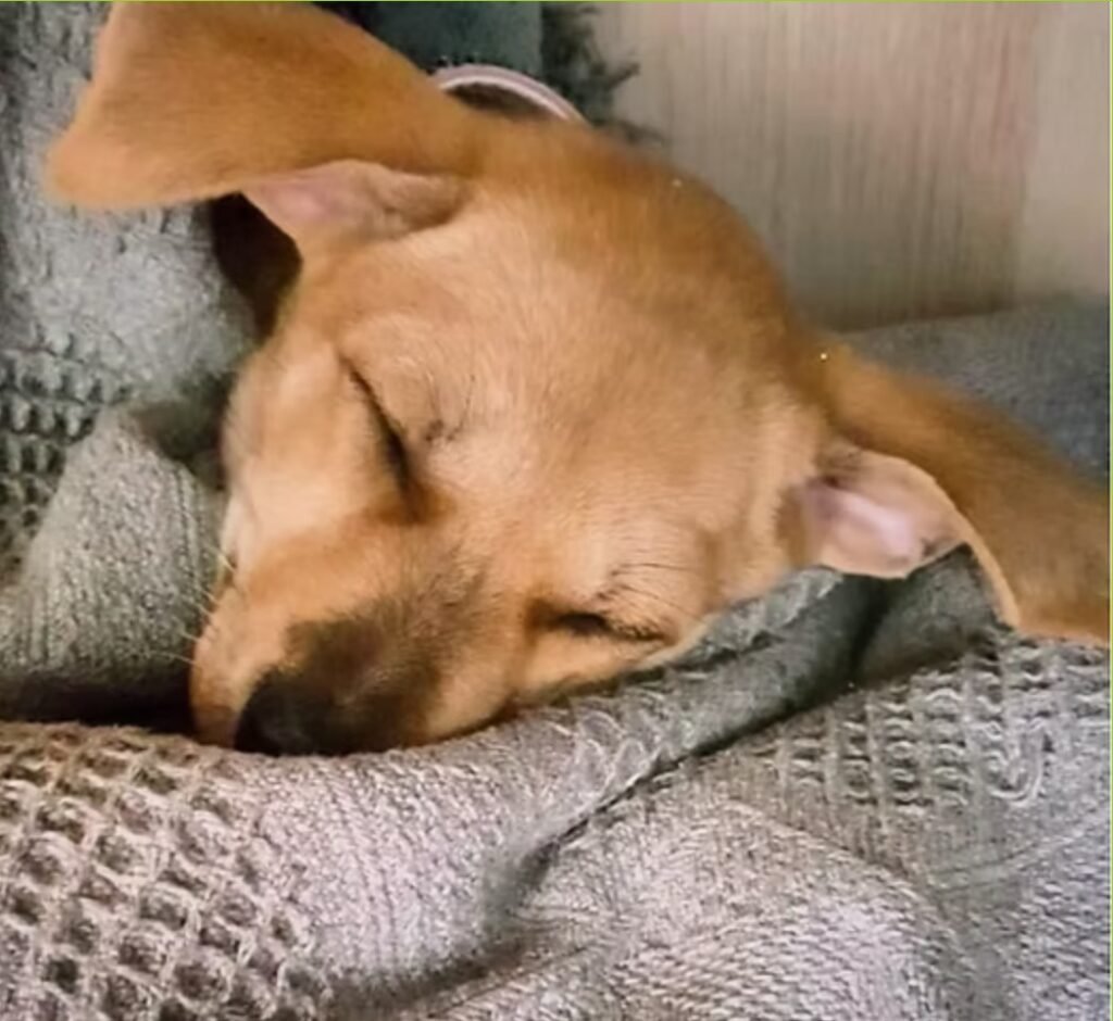 Wagging Tails N Playful Paws