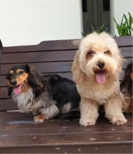 chubbys crib dog boarding