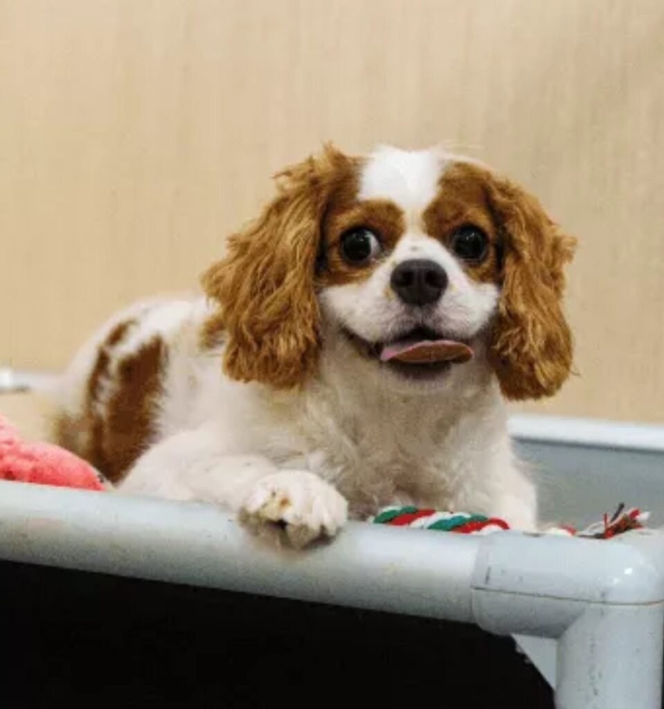 Mutts & Mittens Active