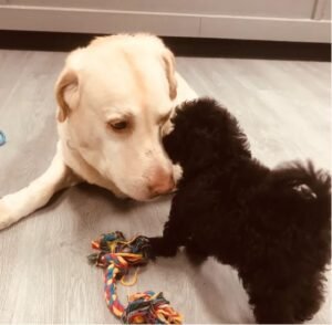 pawhausdognassium dog boarding